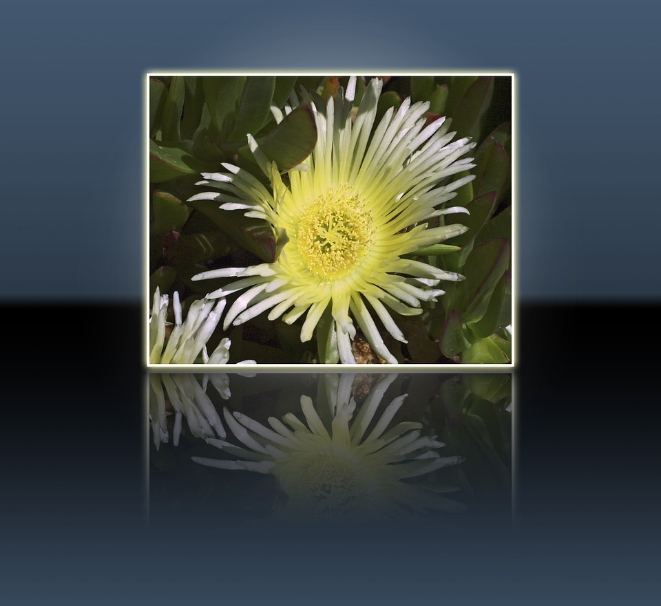 Plant frame reflection