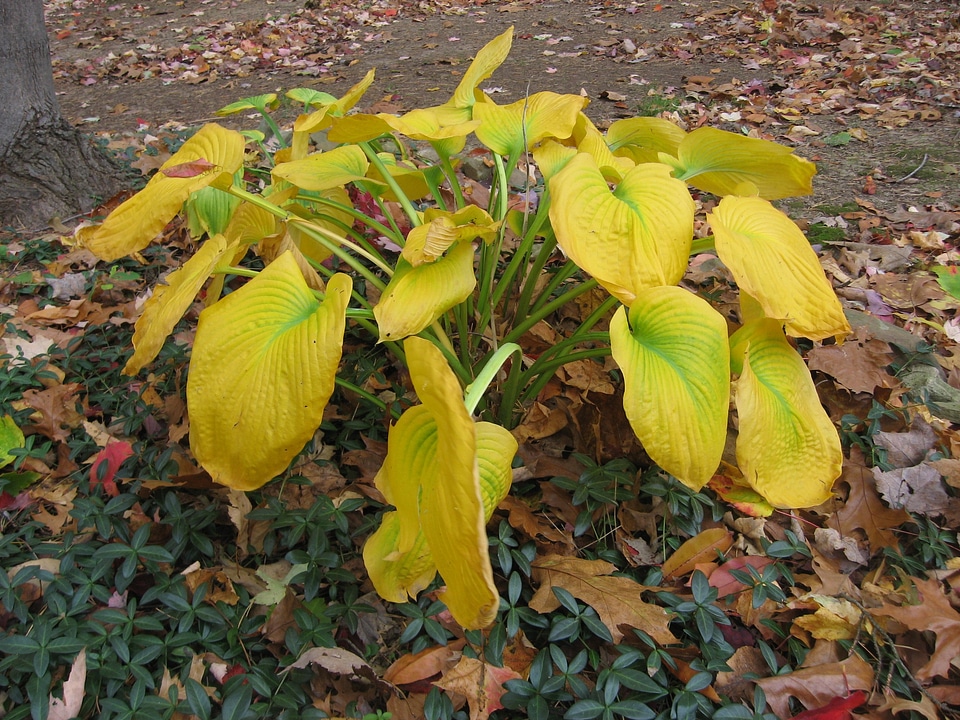 Shade plants hostas plantain lilies