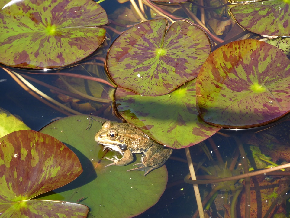 Aquatic plant amphibian