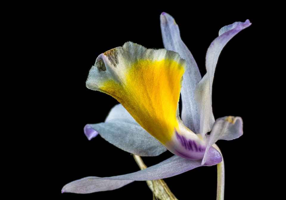 Flower blossom bloom