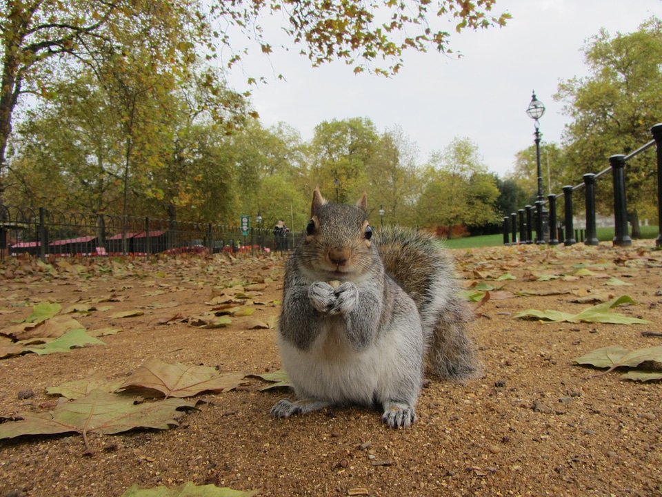 United kingdom leaves fur