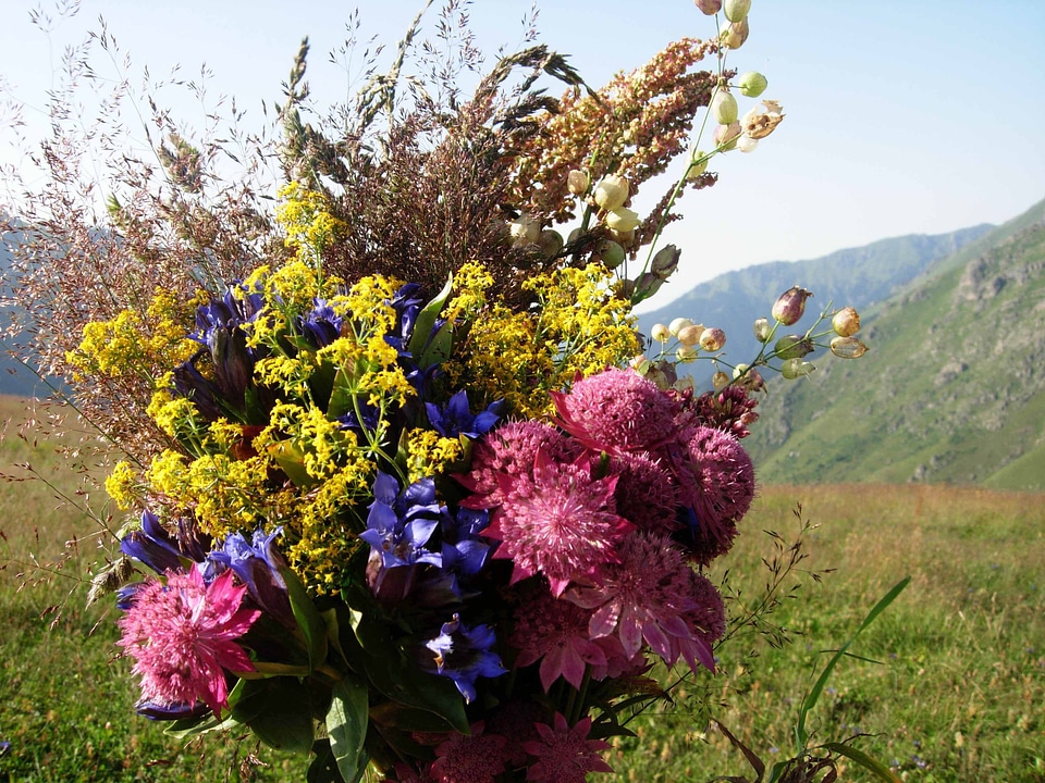 Posy flowers floral