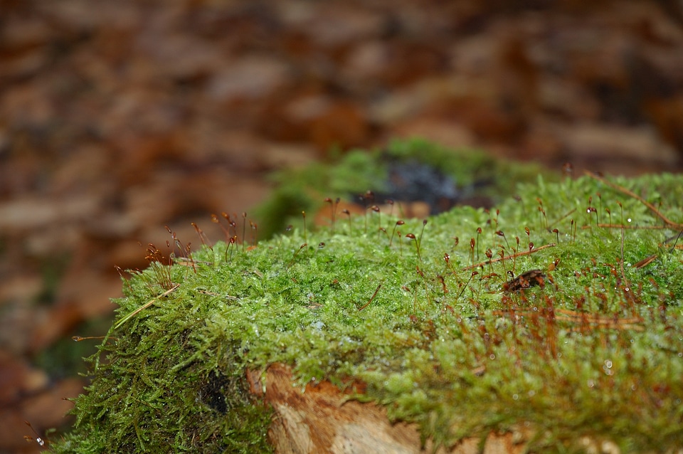 Closeup nature green