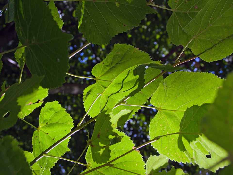 Light shadow nature