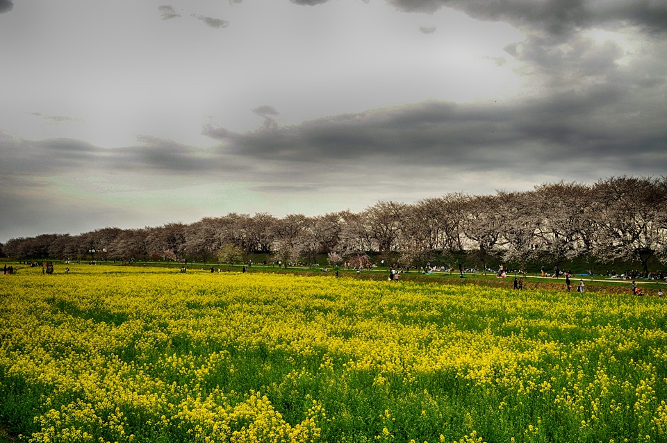 Flowers wildflowers sky