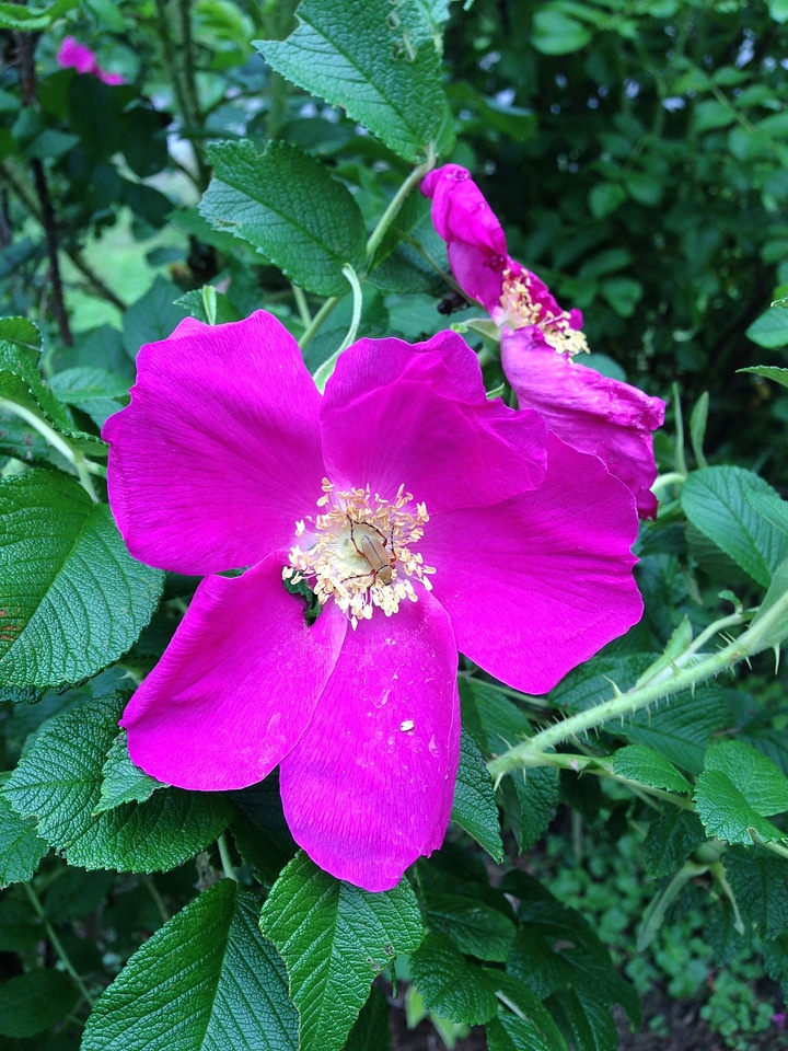 Natural blossom bloom