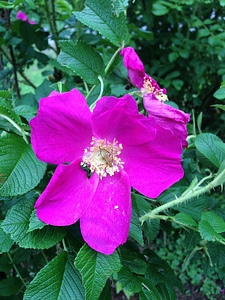 Natural blossom bloom