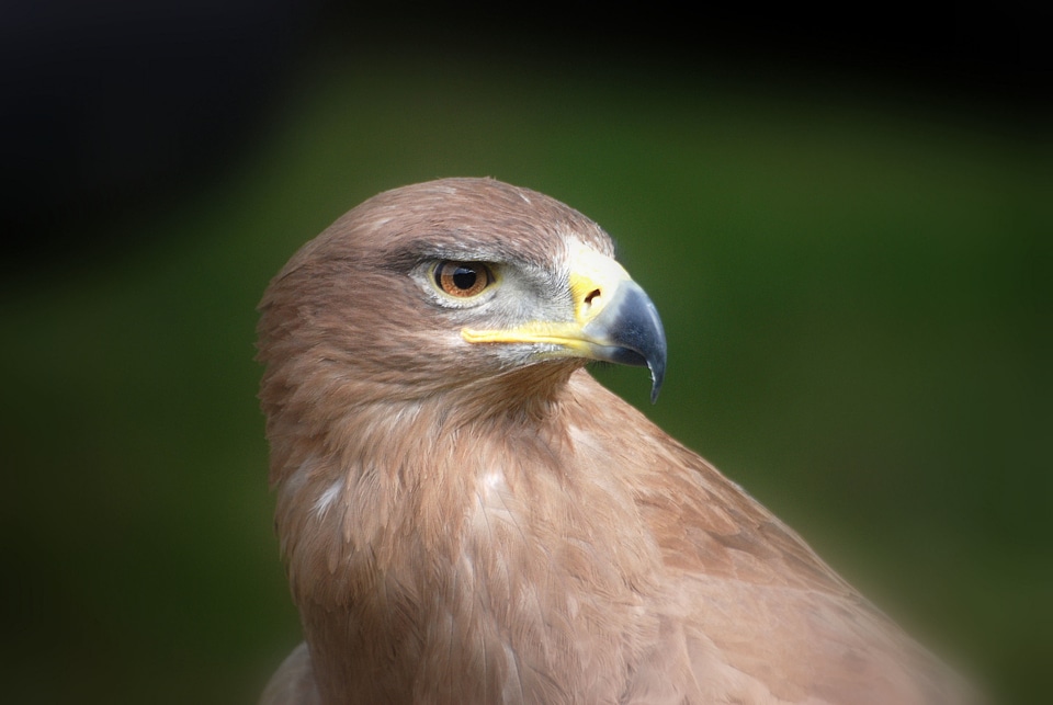 Beak hunter bird