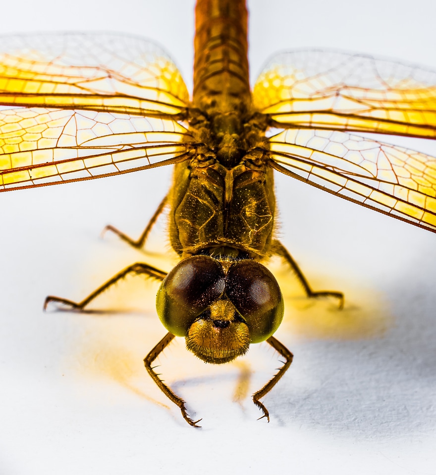 Close up chitin wing