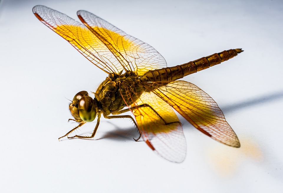 Close up chitin wing