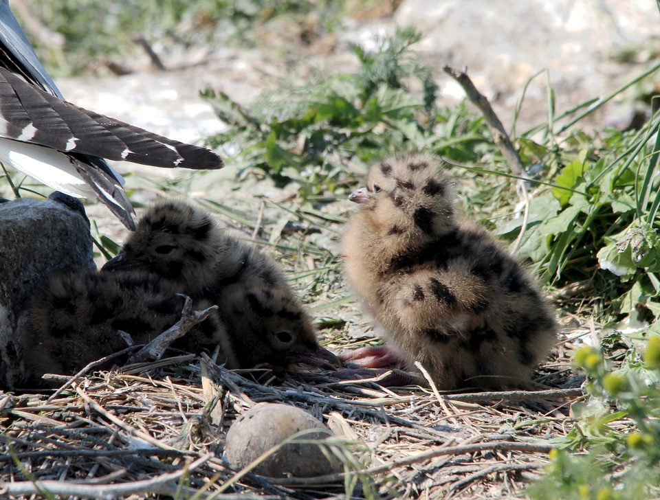 Bird water bird hatching photo