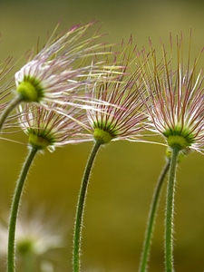 Pulsatilla spring dry plant