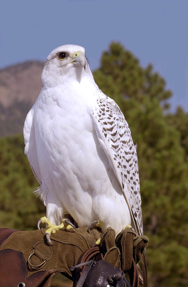 Hawk hunter mascot