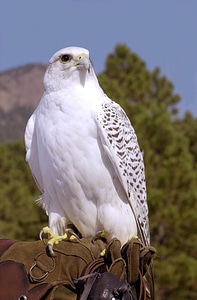 Hawk hunter mascot photo