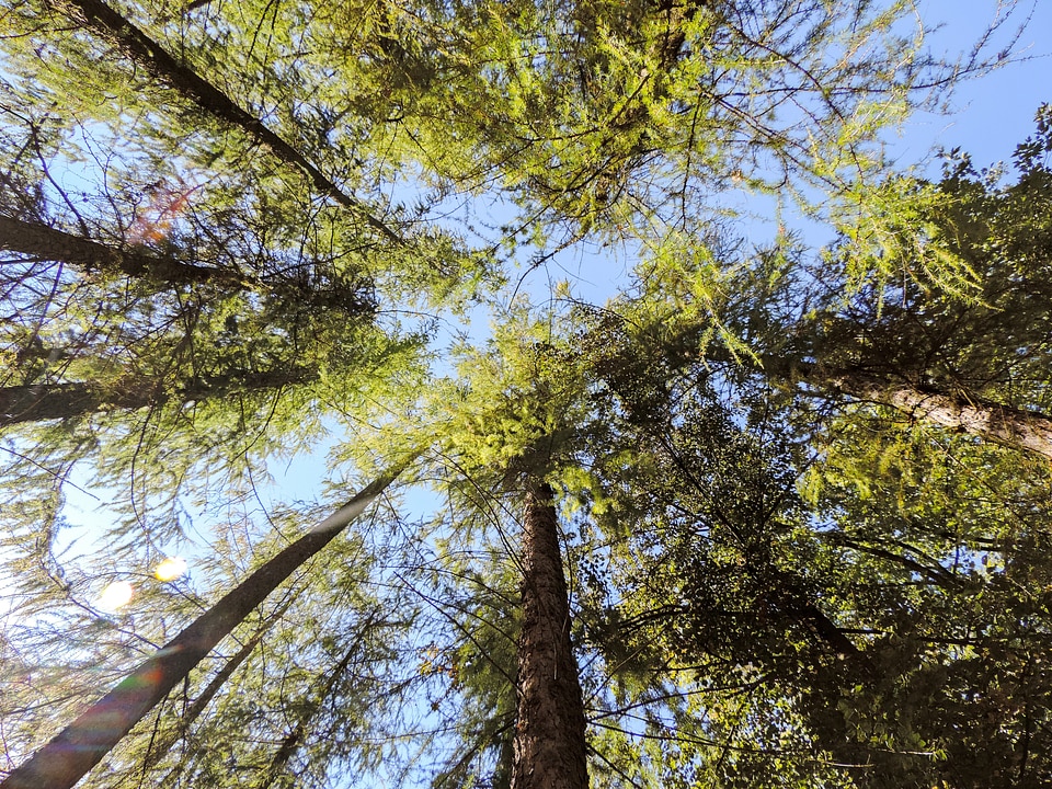 Sky forest forests