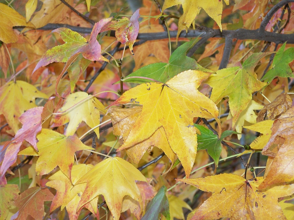 Yellow leaf fall