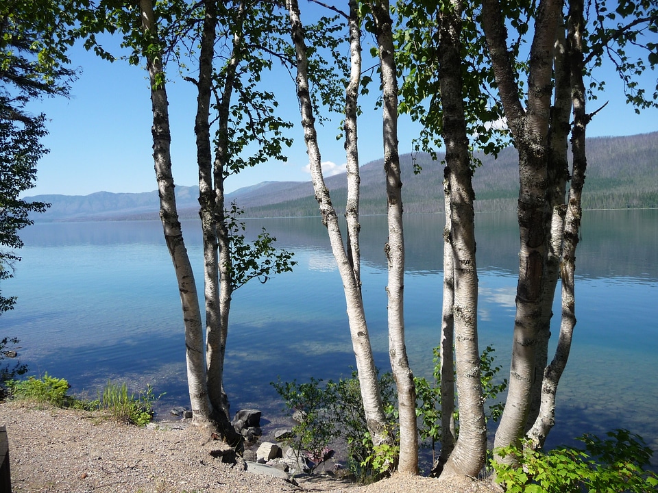 Water trees peaceful
