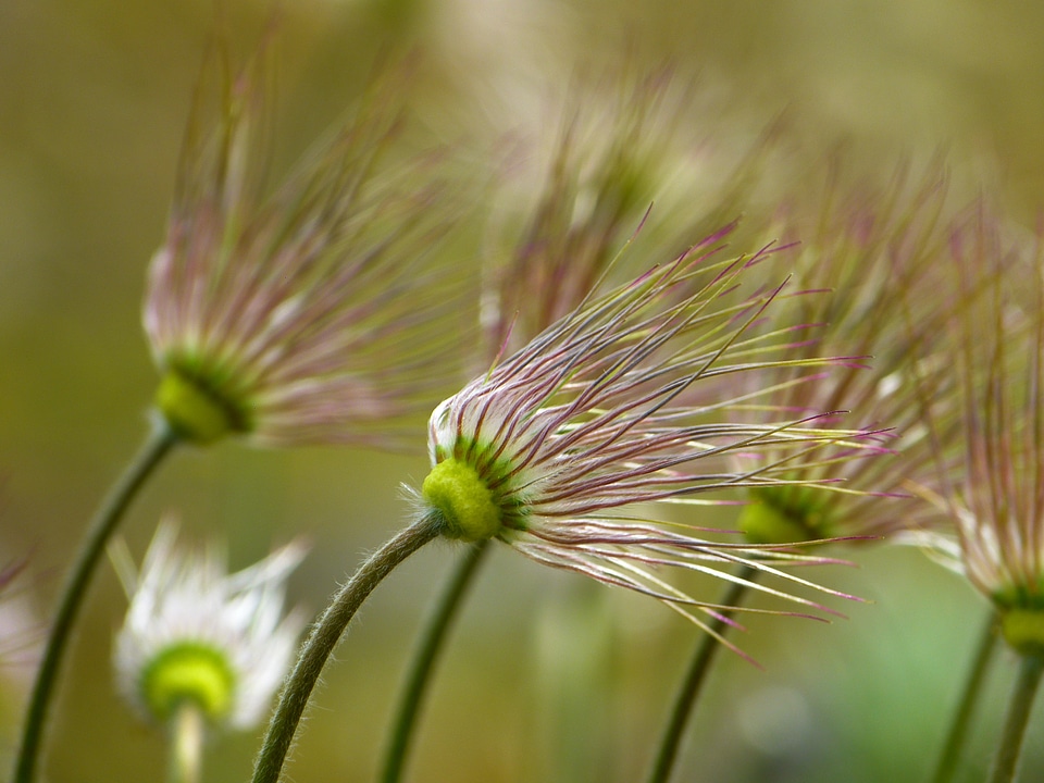 Pulsatilla spring dry plant