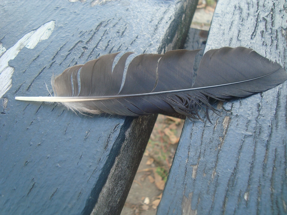 Bird wildlife wild
