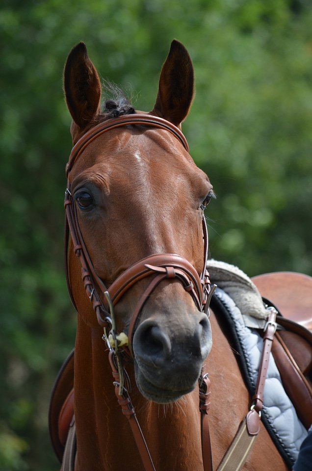 Saddle horse equestrian horse head
