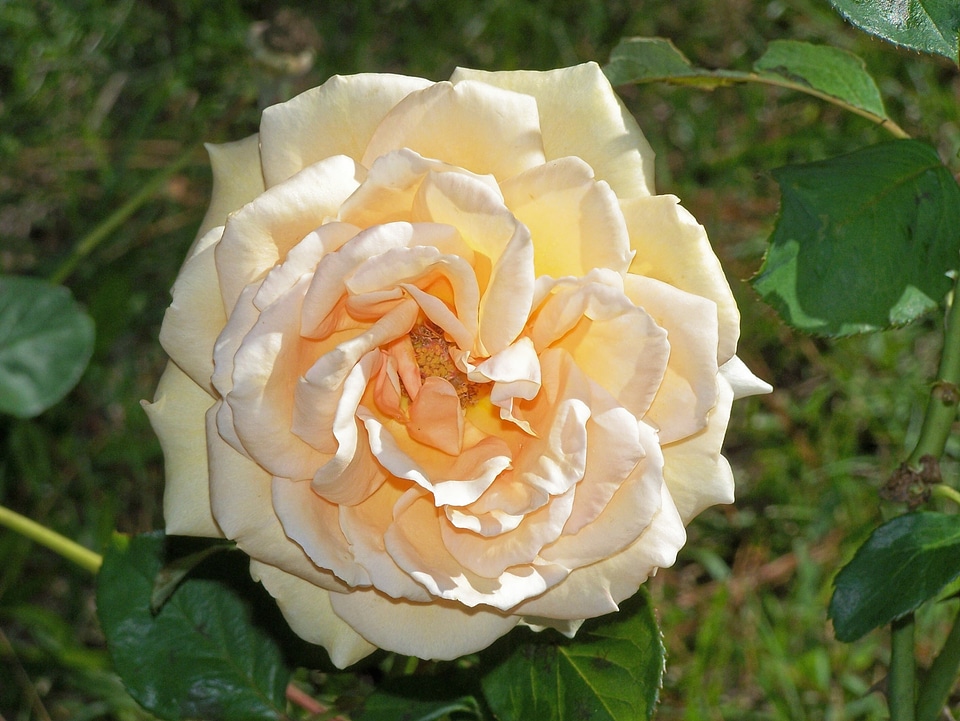 Yellow flower plant petals
