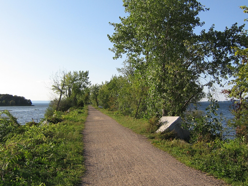 Mallet's bay trees plants