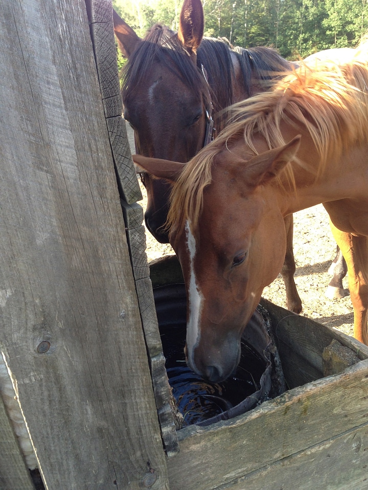 Horses animal stallion