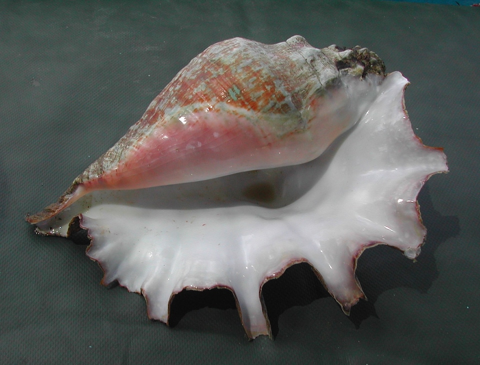 Edible shell lambi caribbean