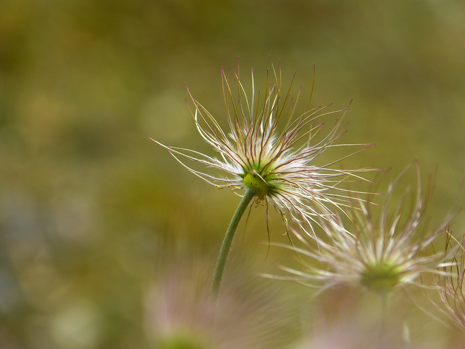 Pulsatilla spring dry plant