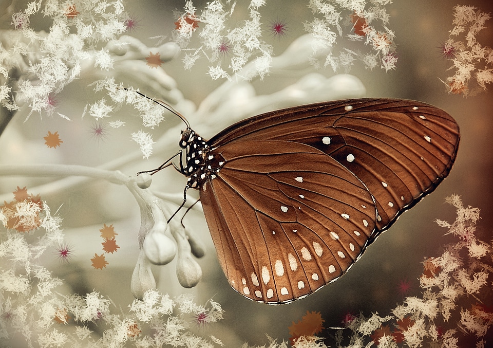 Butterfly brown oleander