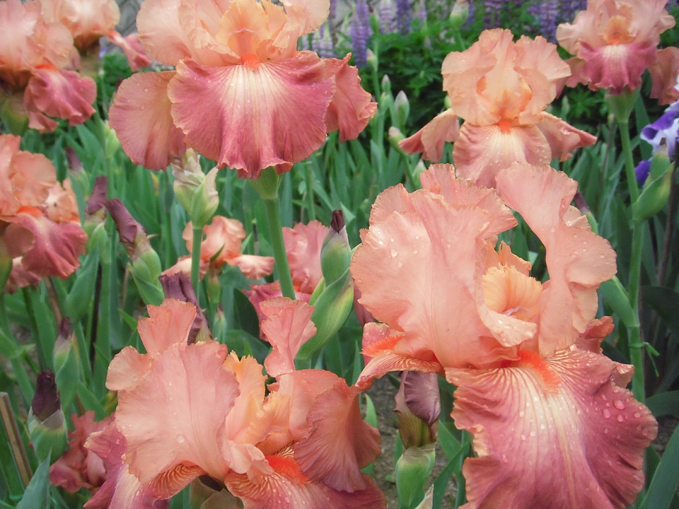 Flowers iris german iris