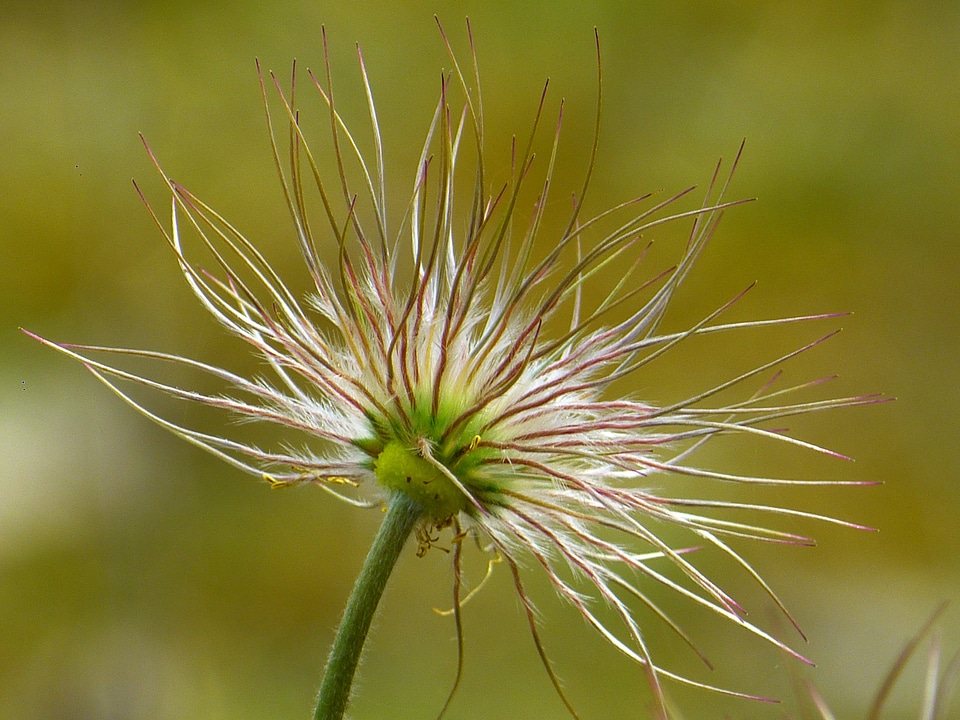 Pulsatilla spring dry plant
