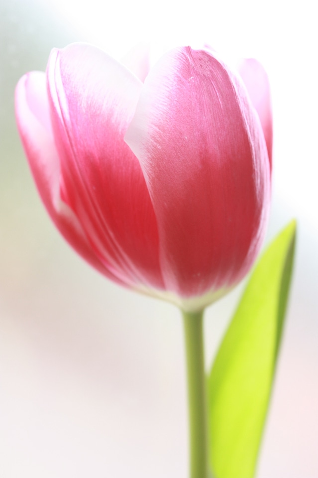 Petal bloom spring