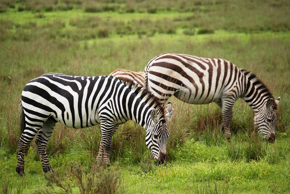 Mammals togetherness grazing