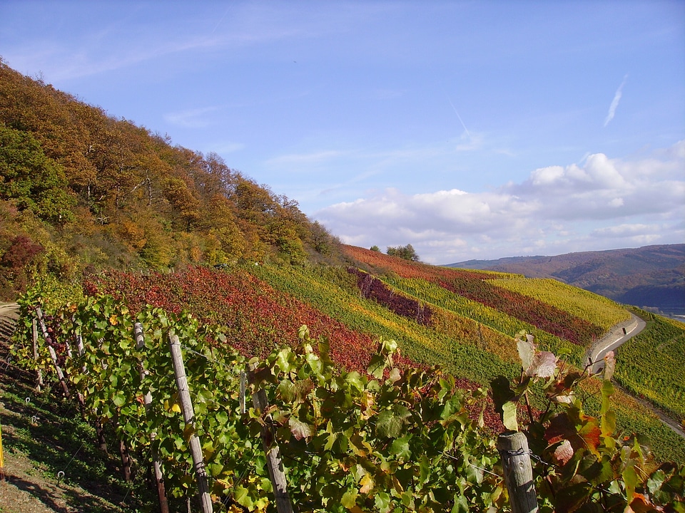 Fall foliage faerburg middle rhine