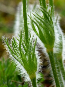 Pasqueflower pulsatilla spring