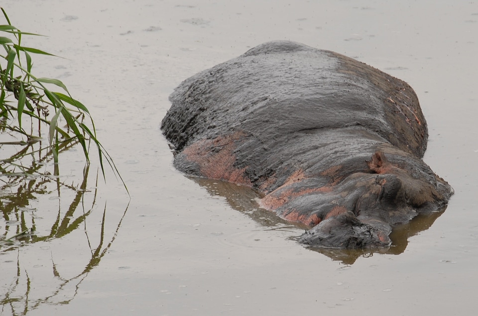 Africa tanzania wild