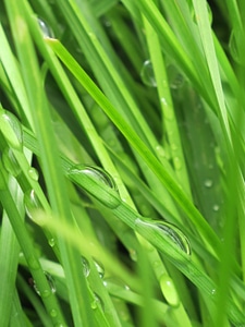 Grass lawn dawn