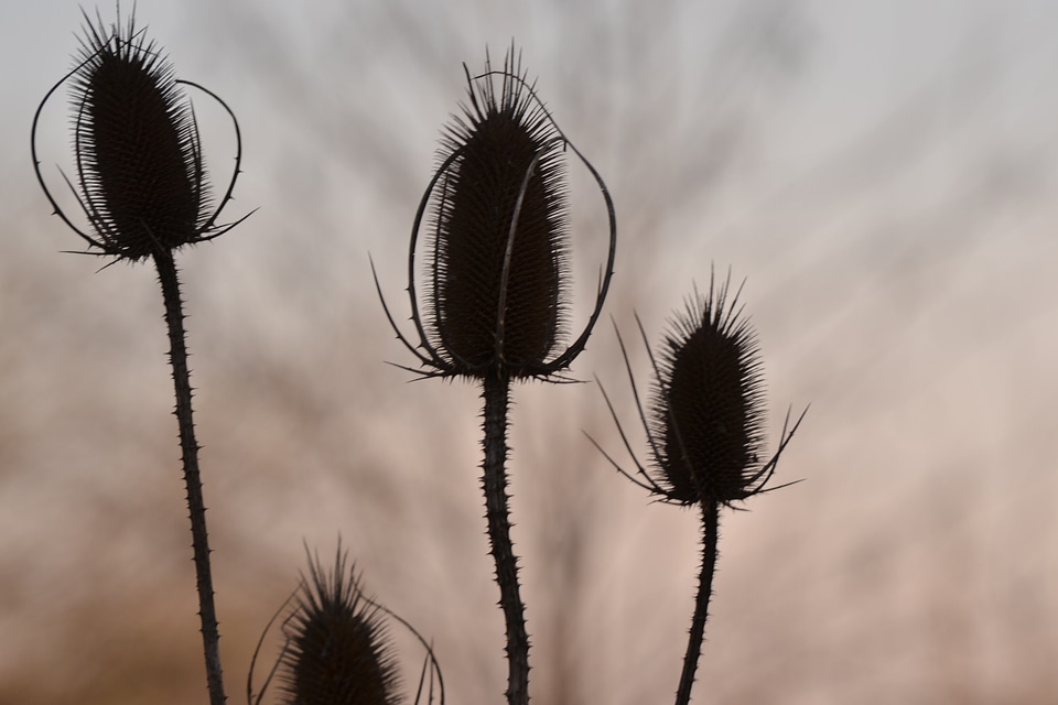 Botanical organic botany
