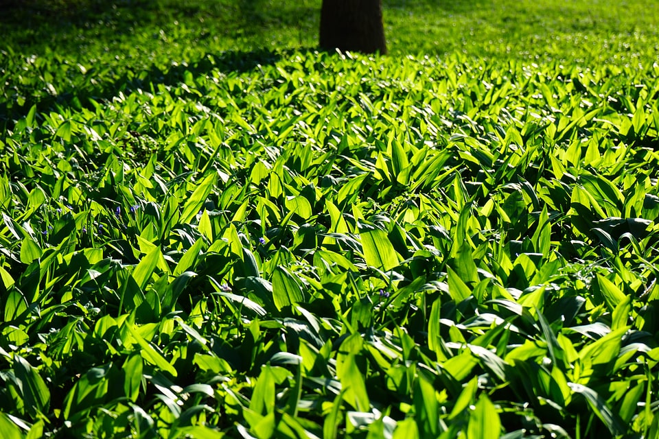 Garlic leaves young wild garlic leaves young leaves
