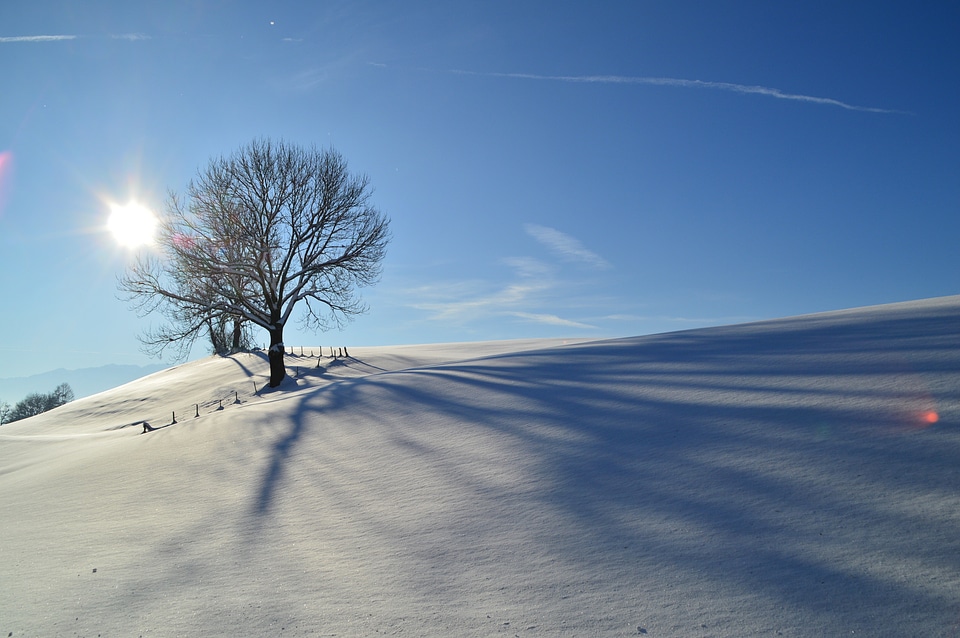 Landscape backlighting trees