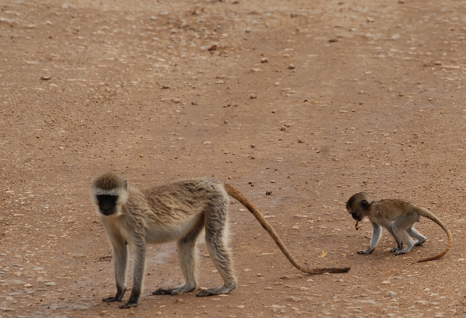 Serengeti safari wildlife