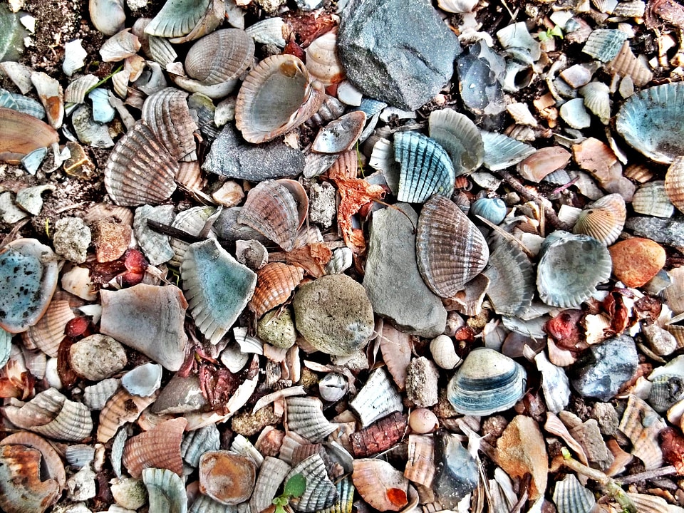 Mussel shells beach colorful