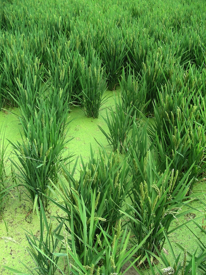 Rice field spain ebro