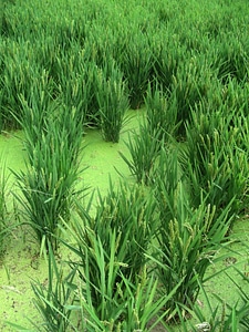 Rice field spain ebro