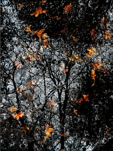 Fall leaf flame