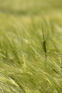Crop grass young