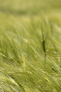 Crop grass young photo