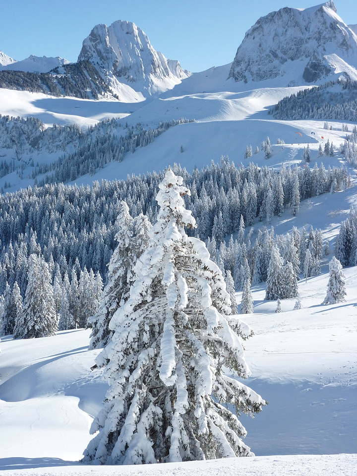 Winter snow alpine