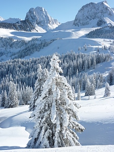 Winter snow alpine